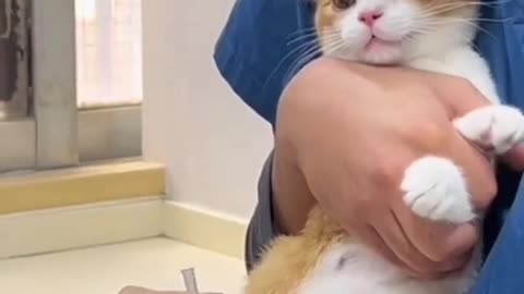 Funny reaction of a cat to give an injection 💉#trending #shorts