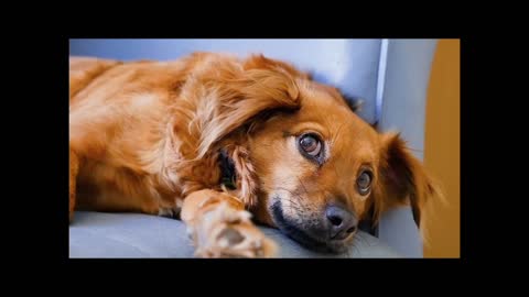 Video anjing yang sangat lucu