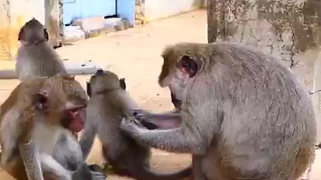 The Understanding Activity Of Animal After Going Far From Baby For A While