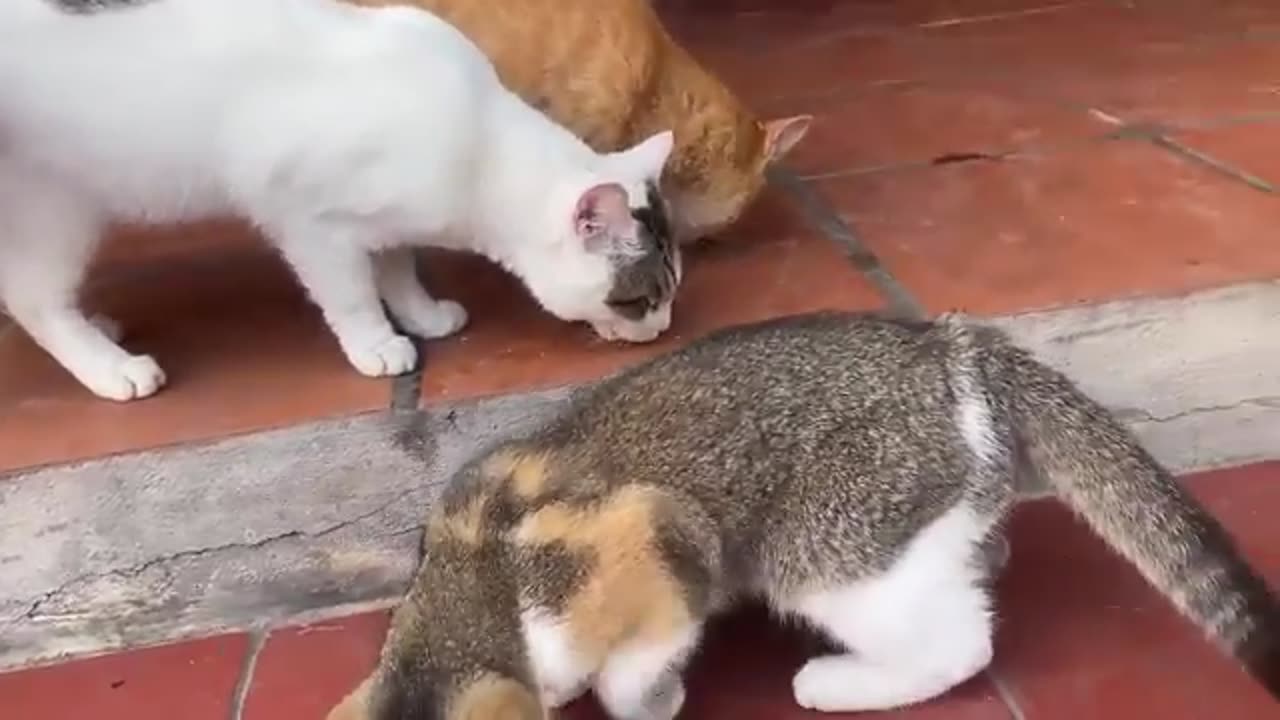 Cat video