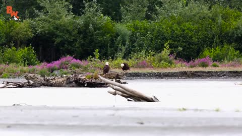 Bald Eagle Adventure