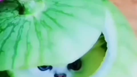 Cute cat in watermelon🍉