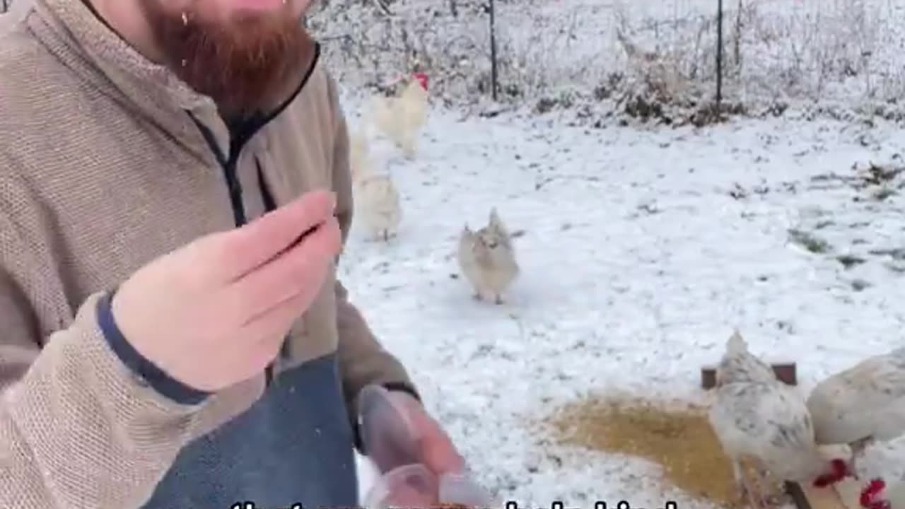 Feeding Chickens Red Pepper Flakes