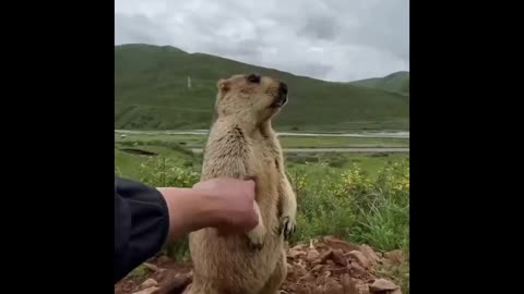 Marmot compilation!! quit 😍😍#short video# 2i8oo