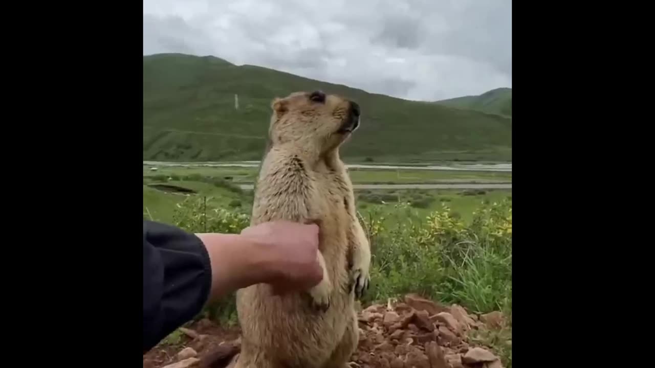 Marmot compilation!! quit 😍😍#short video# 2i8oo