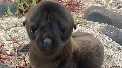 I was surfing at the beach when I met this adorable Sea Lion