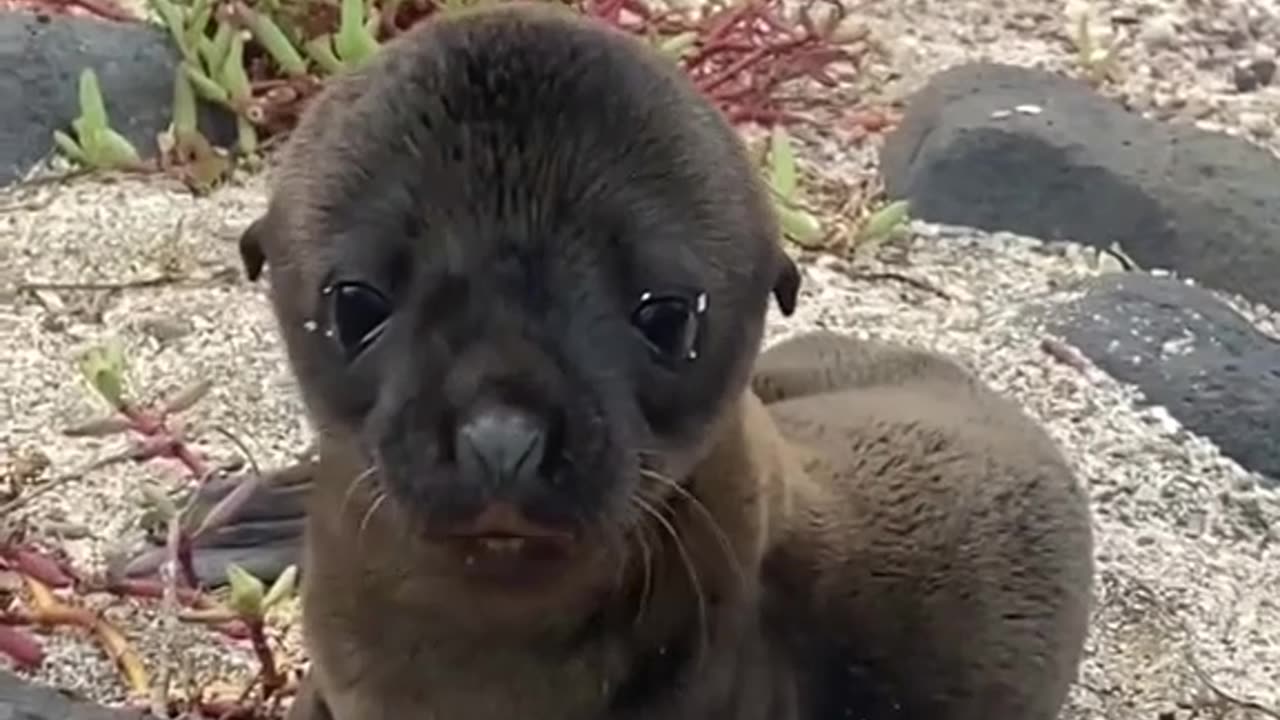 I was surfing at the beach when I met this adorable Sea Lion