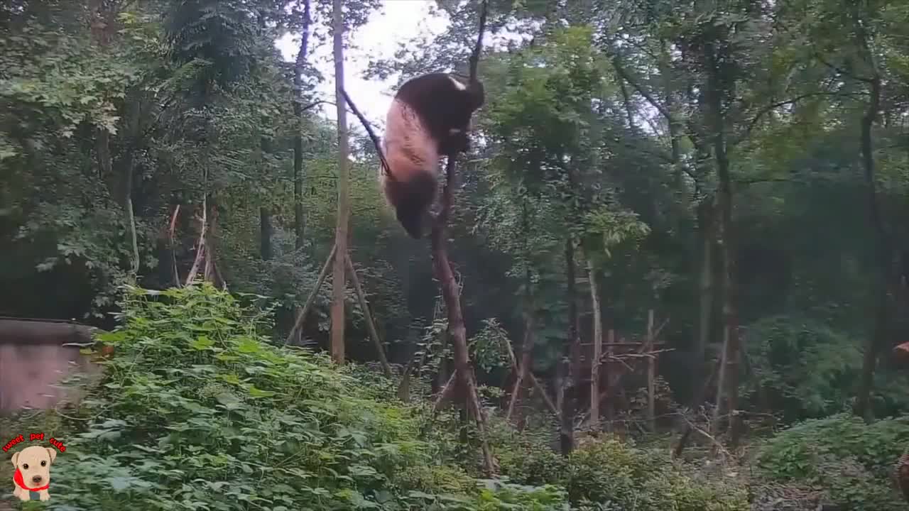 Collection of adorable panda videos from 2018 Chinese panda culture