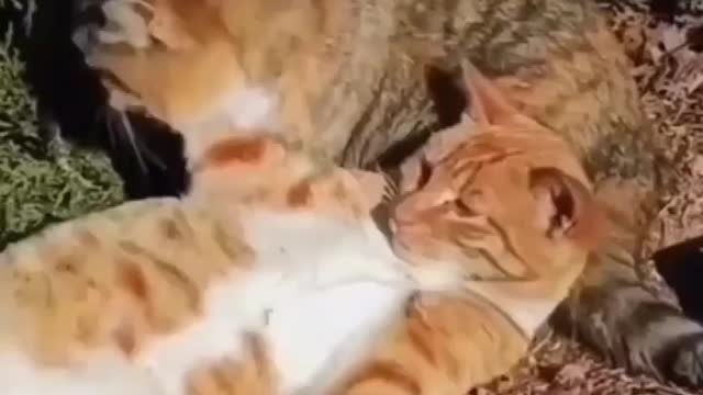 Cat bewafa video,cat funny video