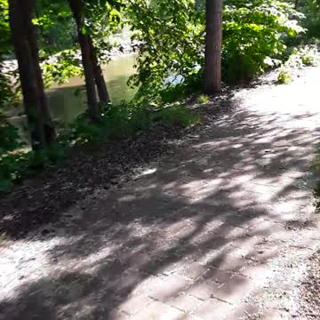 The last of the Lilac flowers in bloom in Lacrosse, Wis 6-9-2022