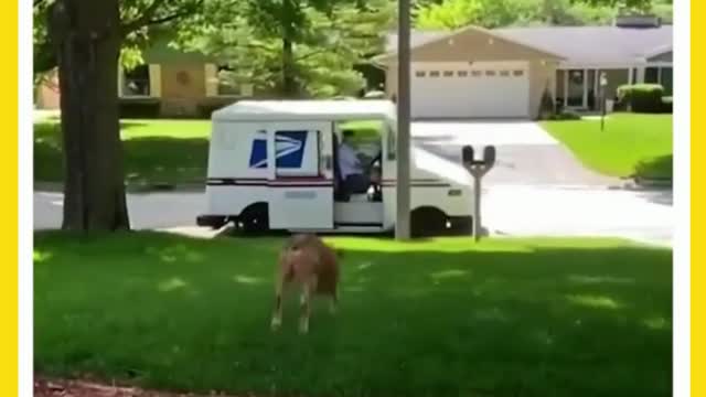 Mailman and Dog have been best friends for 16 years