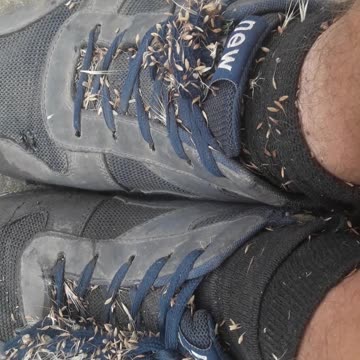 Seeds on shoes