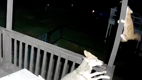 Dog and Cat fight