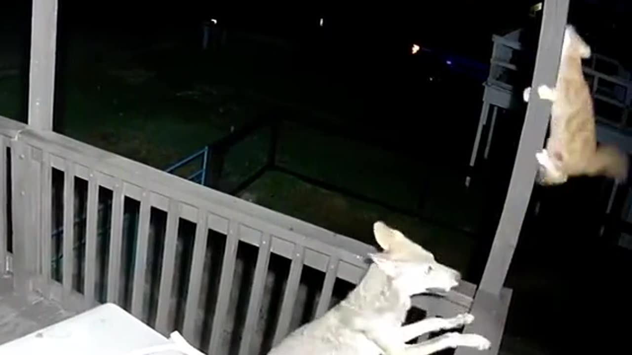 Dog and Cat fight