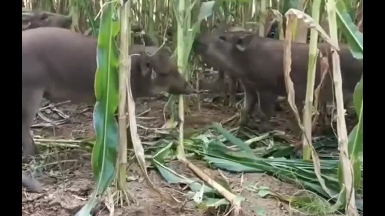 they will end everything!!!