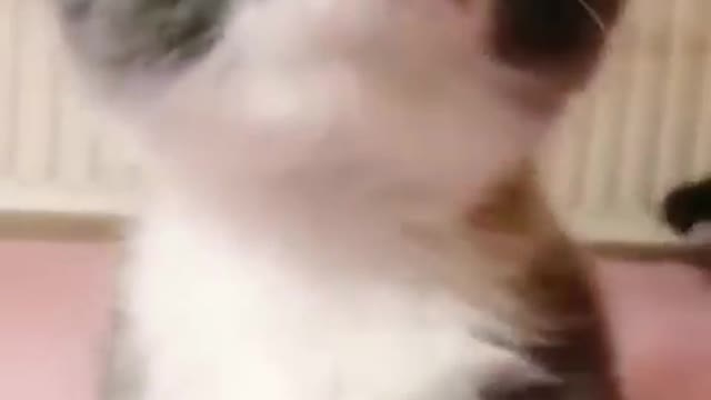 😺 cut cat funny video