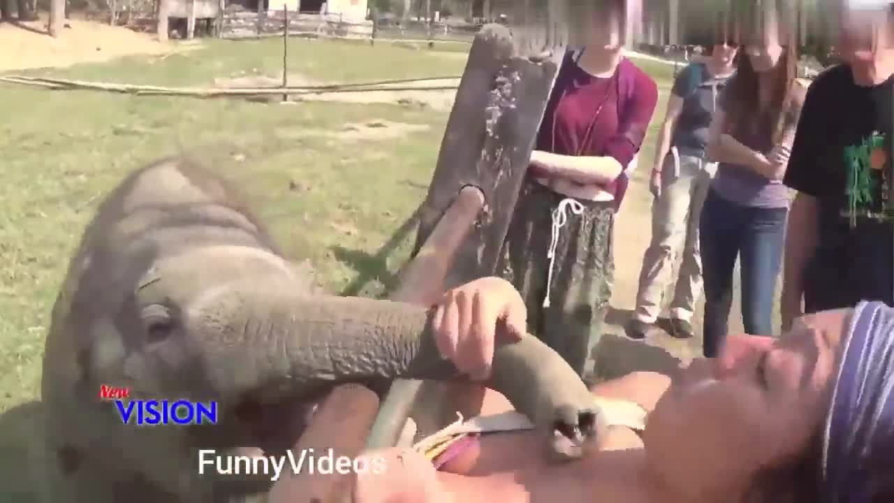 Funny Animals Videos | Funny Girl Video lucu 2019 | Funny girl Fails | funny zoo Animals