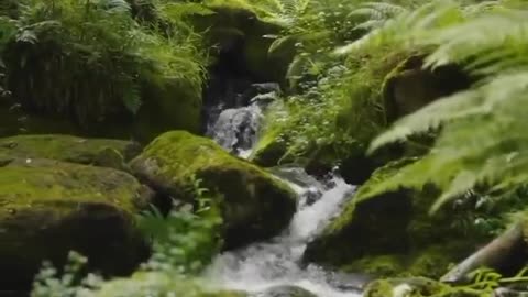 Nature vlog