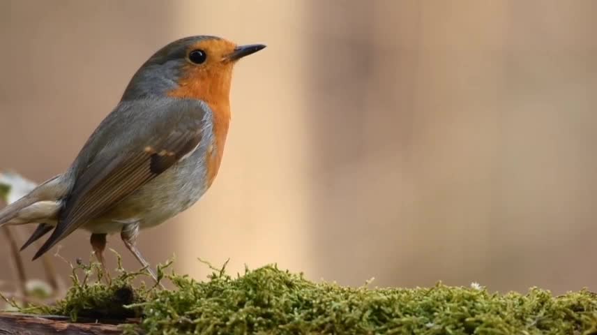 Relaxation Music : Birds Sing For Calming