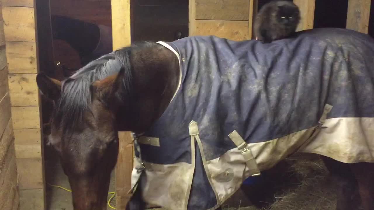 Barn cat sittting on horse.