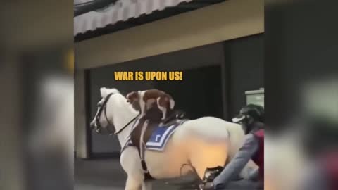 Dog Rides Horse