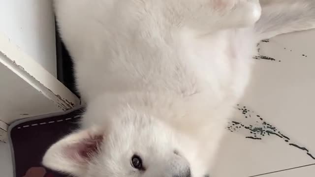 This kid Samoyed jam