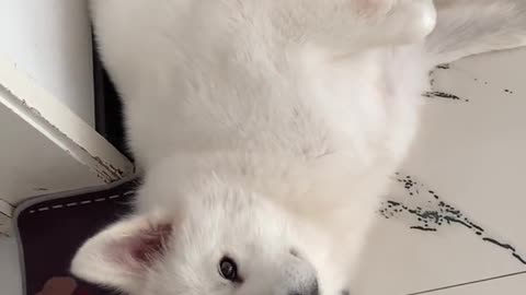 This kid Samoyed jam