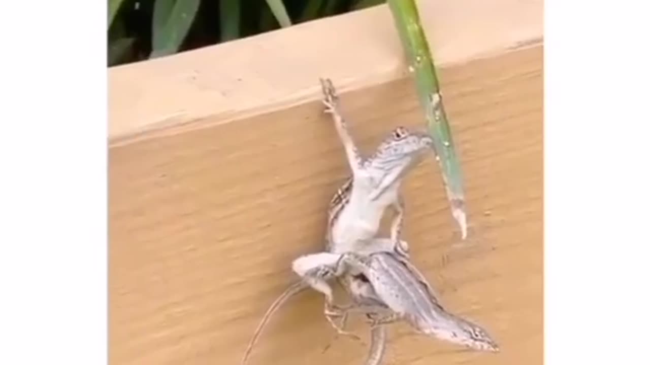 Lizards new trick