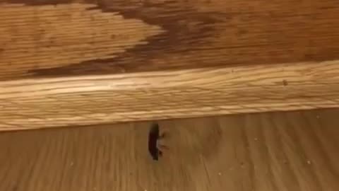 Break Dancing Roach