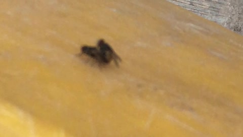 Funny Video Of Tow Flies Mating