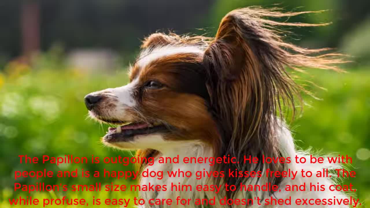 The amazing and beautiful Papillon