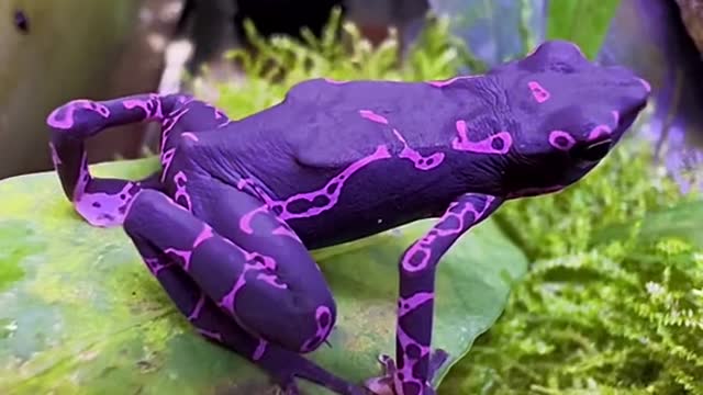 Purple Toads areliterallyDROP DEAD。Gorgeous!!!!!!