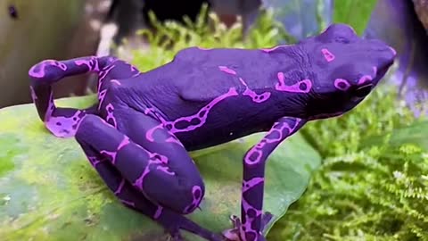 Purple Toads areliterallyDROP DEAD。Gorgeous!!!!!!