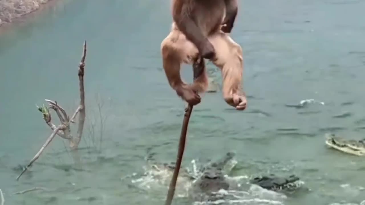 Poor Monkey Trapped