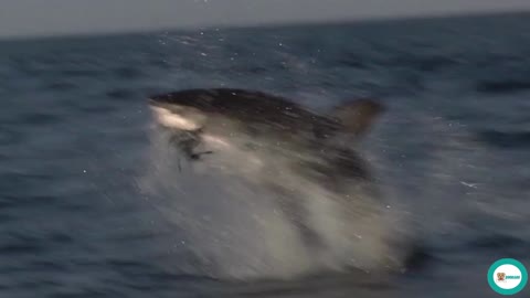SHARK ATTACKS FEAR😱😱😱