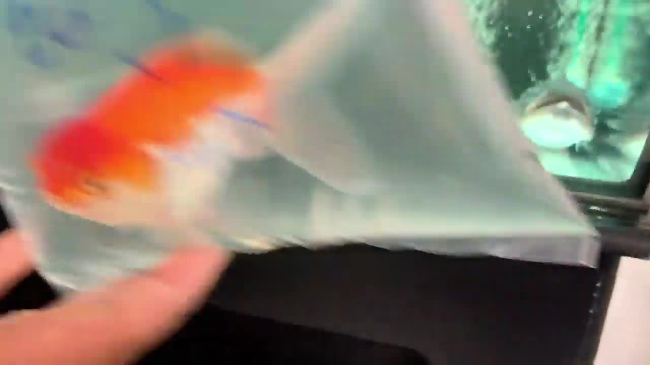 Pufferfish vs Pet Goldfish! _Epic Battle Royale_