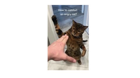 How to comfort an angry cat?