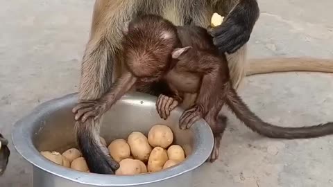 Monkey funny video