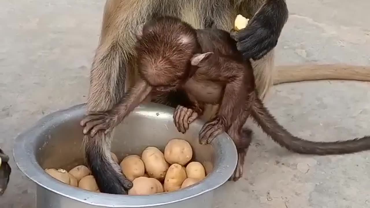 Monkey funny video