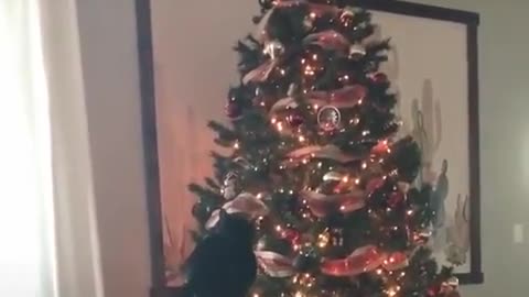 CATS HAVING FUN WITH CHRISTMAS TREE😂😂😂