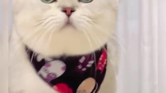 #CapCut #catsoftikok #cat #fyp #foryou #pet #cute #cutebaby