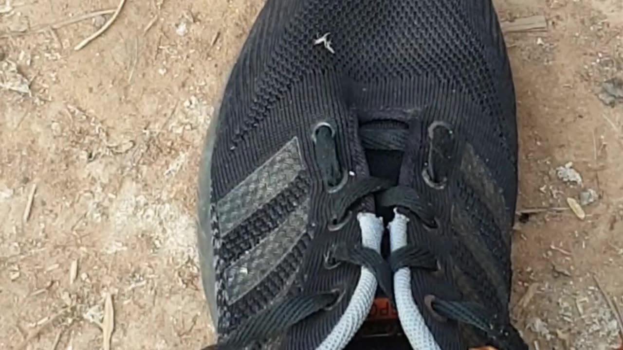 You should be careful with centipede in the shoe, check it before wearing #shoeavoid #Shorts