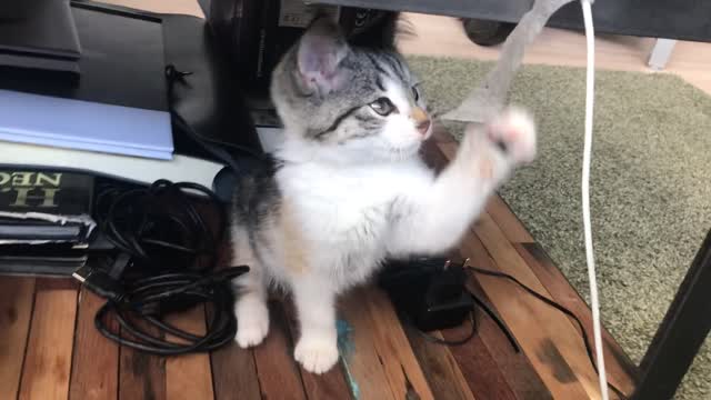 Watch this Cat Playing With Tape