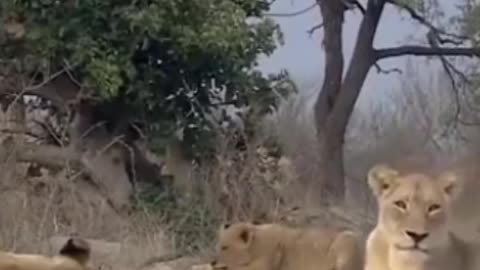 The lion that saves the baby deer from the cheetahs.