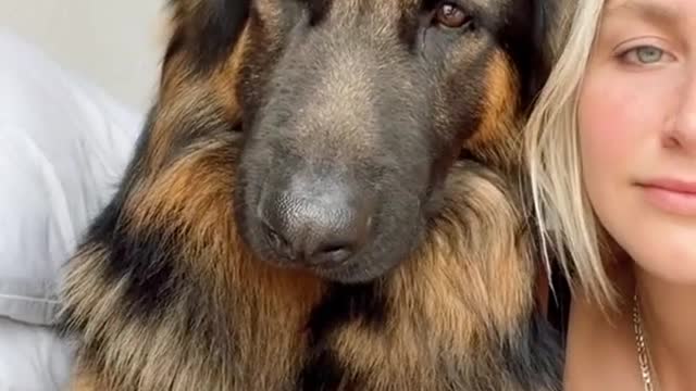 This dog is majestic