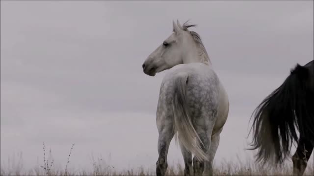 Incredible! Beautiful galloping horses.