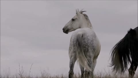 Incredible! Beautiful galloping horses.