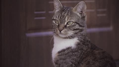 A Cat Sitting And Waiting Outside A Closed Door