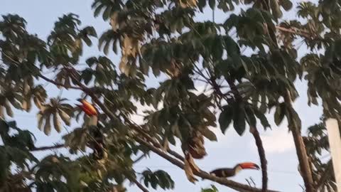 toucans visiting the condominium