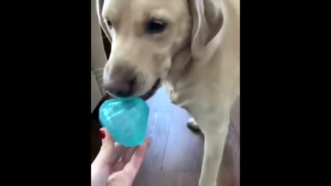 Labrador Compilation - Cute and Funny